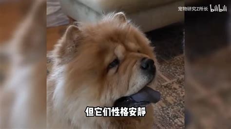 小土狗其实也很可爱！田园犬盘点之松狮犬 - 哔哩哔哩