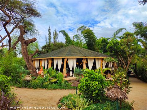 Kibo Safari Camp Review – Amboseli Hotels | The Winged Visas