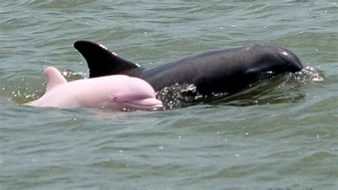 Pinkie, the Rare Pink Dolphin, Spotted in Louisiana Waters Confirmed a Female - ABC News