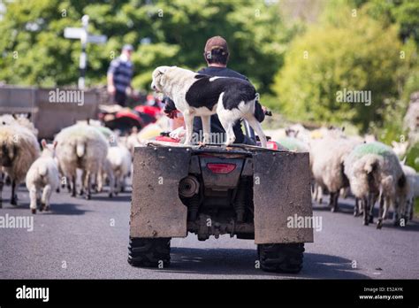 Droving hi-res stock photography and images - Alamy