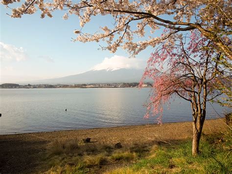 Mt Fuji And Cherry Blossom At Lake Kawaguchiko Stock Photo - Download Image Now - Capital Cities ...