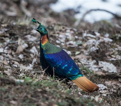 top 10 most beautiful birds in india - Wild Nest