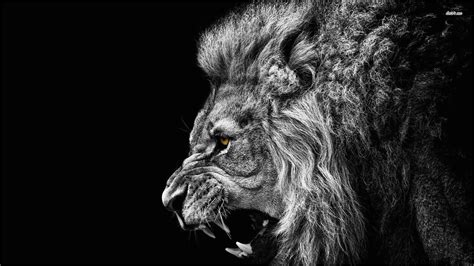 Black Lion Wallpaper 4k | Lion wallpaper, Lion hd wallpaper, Black and ...