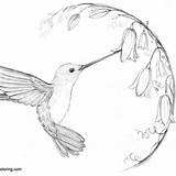 Realistic Hummingbird Coloring Page Bird Sheets Sketch sketch template