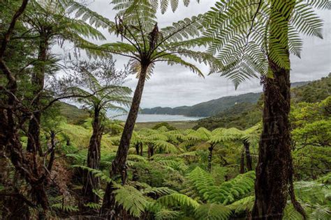 Tree Fern Forest above the coast of Abel Tasman National Park, New Zealand - Stock Photo - Dissolve