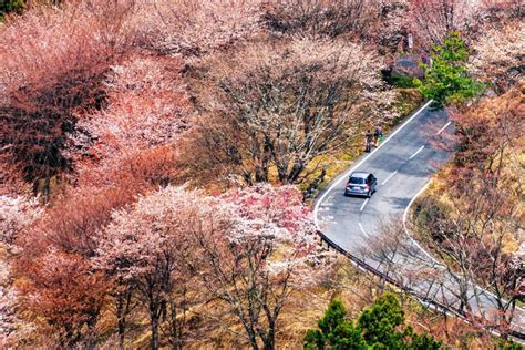 Lukisan Pemandangan Pohon Sakura Terbaru | Pemandangan33