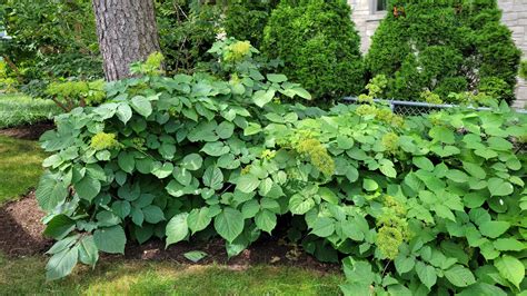 Native Plants in the Fall Garden - Natural Garden Natives