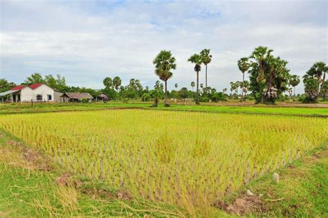 Rice Field In Cambodia Stock Photos - Image: 26115443