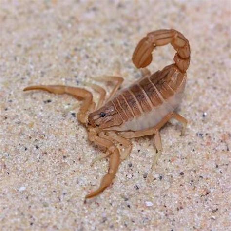 Hottentotta tamulus - Indian Red scorpion for sale - HappyForestStore