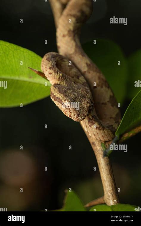 Malabar pit viper (Trimeresurus malabaricus), brown colour morph in ...