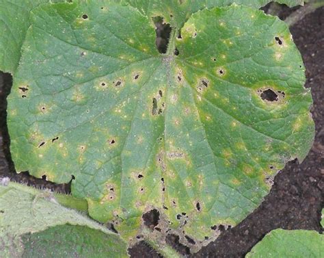 Quick guide to insects and diseases of cucumber, pumpkin and squash | UMN Extension