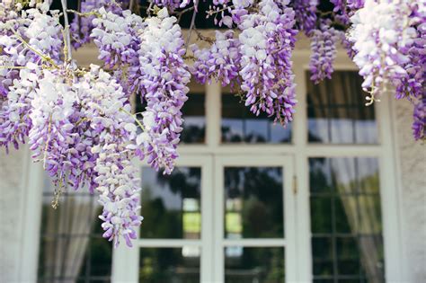 Plant Spotlight - Wisteria - Winterbourne House and Garden