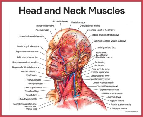 Muscular System Anatomy and Physiology - Nurseslabs