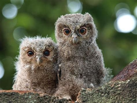 Photograph by Irawan Subingar: These two owlets are known as Sunda scops (Otus lempiji ...