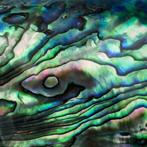 Abalone shell - Stock Image - F012/1056 - Science Photo Library