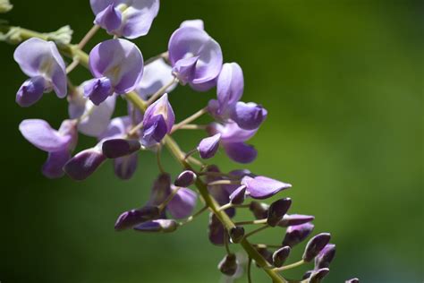 Wisteria Flower Purple - Free photo on Pixabay - Pixabay