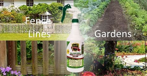 4 Best Organic Weed Killers of 2023: Organic Weed Control for Gardens