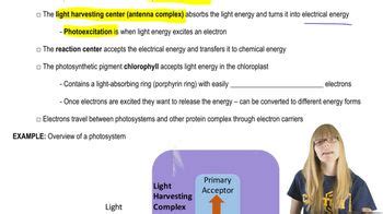 Photosystem Structure | Channels for Pearson+