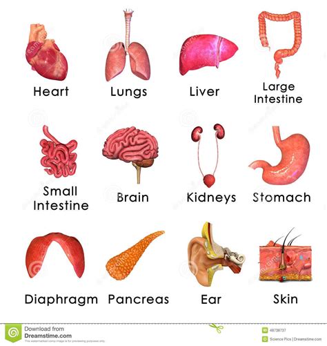 Major Organs Of The Human Body Worksheet Answers - Printable Calendars AT A GLANCE