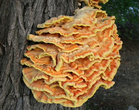 Laetiporus Sulphureus: Chicken of the Woods Mushroom