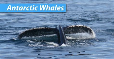 Antarctic Whales Pictures & Facts List Of Whales In Antarctica