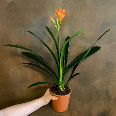 Clivia miniata - grow urban.