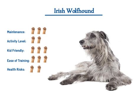 Irish Wolfhound Dog Breed… Everything That You Need to Know at a Glance!