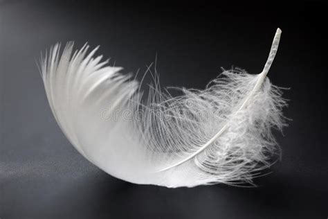 White feather. On black background , #affiliate, #feather, #White, # ...