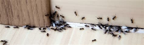 Ant Treatment Services- Municipality Approved- Quality Services