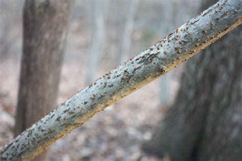 Blight on American Chestnut at Longpoint Wildlife Sanctuary in Rose ...