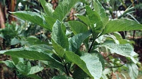 Bitter Leaf: The health benefits of this plant are miraculous [ARTICLE] - Pulse Nigeria | Plants ...