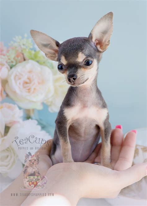 Blue Chihuahua Puppies | Teacups, Puppies & Boutique