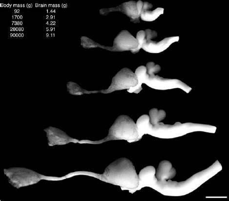 Lateral view photographs of the brain of the Nile crocodile from... | Download Scientific Diagram