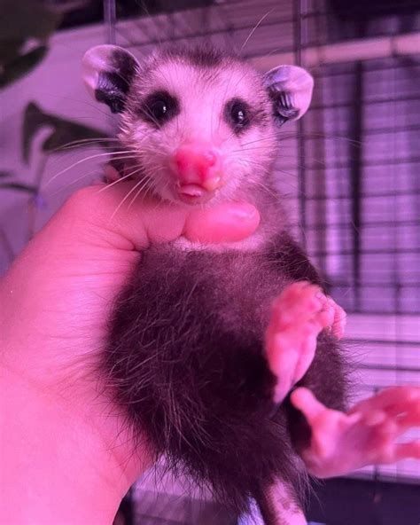 Possum My Heart