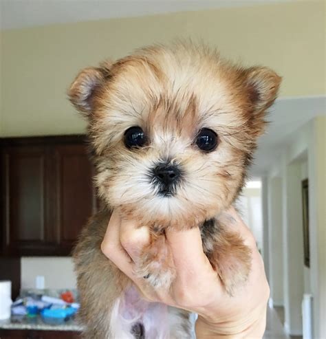 Micro Teacup Morkie Puppy! Teeny TINY! | iHeartTeacups