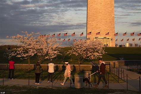 Hundreds flock to see Washington DC's famous cherry blossoms bloom | Daily Mail Online