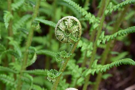 Fern Seedling Plant Of The - Free photo on Pixabay