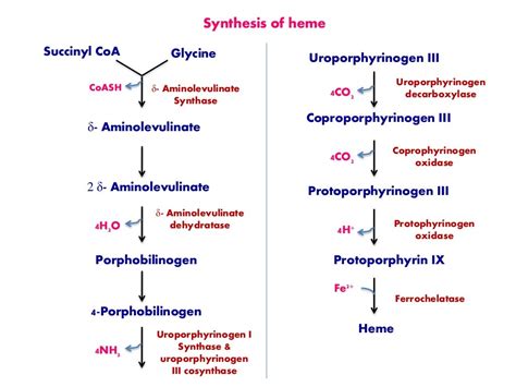 HEME SYNTHESIS