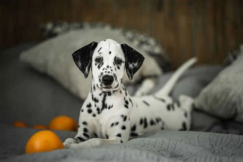 How to Successfully Potty Train Your Dalmatian Puppy in 7 Steps ...