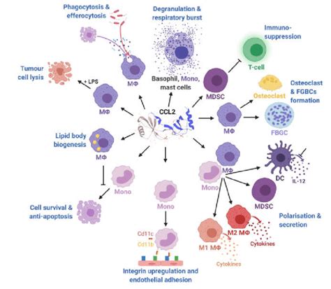 Effects of CCL2 on different immune cell types. Mono, monocytes; MΦ,... | Download Scientific ...