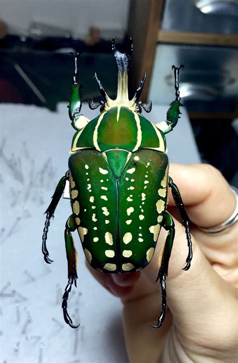 Mecynorrhina torquata from my personal collection. I particularly love ...