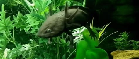 The 10 most Common Health Problems in an Axolotl - FamillyPet