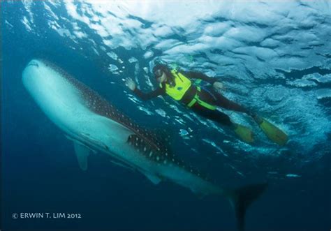 Watch and/or Swim with the Whale Sharks in Sorsogon | Philippine Evolution