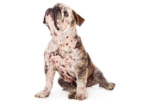 5 Common Causes of Hair Loss in Dogs | PetMD