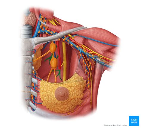 Lateral thoracic artery: Anatomy, branches, supply | Kenhub