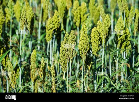 Millet Plant - 237 Proso Millet Plant Photos Free Royalty Free Stock Photos From Dreamstime