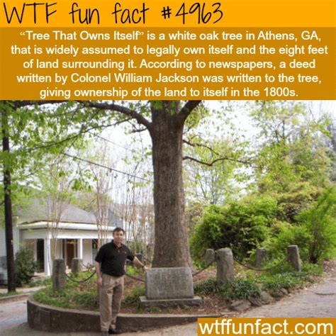 the tree that owns itself wtf fun facts