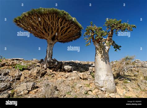 Dragon´s blood tree hi-res stock photography and images - Alamy