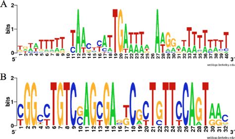 Sequence logo generated via WebLogo software (25) for the M1 motif (A ...