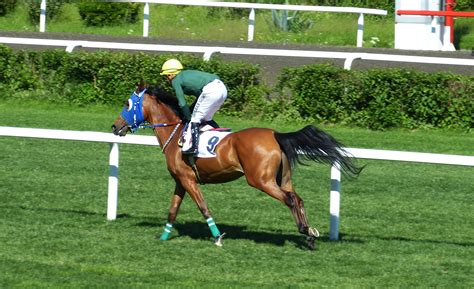 Free Images : ride, race, competition, turkey, mare, istanbul, jockey, gallop, equestrianism ...